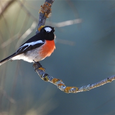 Petroica boodang (Scarlet Robin) at Strathnairn, ACT - Yesterday by LineMarie