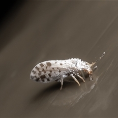 Heteroconis (genus) (A dusky lacewing) at Acton, ACT - 27 Jun 2025 by Roger