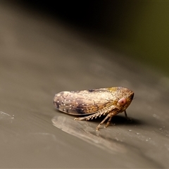 Cicadellidae (family) at Acton, ACT - 27 Jun 2025 by Roger