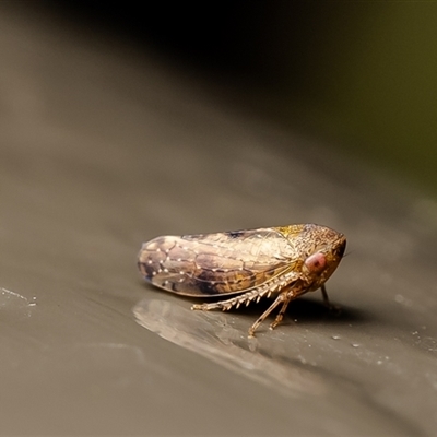 Cicadellidae (family) at Acton, ACT - 27 Jun 2025 by Roger