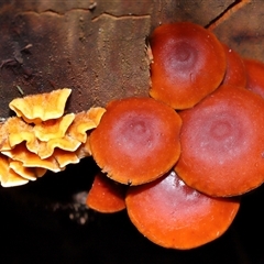 Unverified Cap on a stem; gills below cap [mushrooms or mushroom-like] at Paddys River, ACT - 26 Jun 2025 by TimL