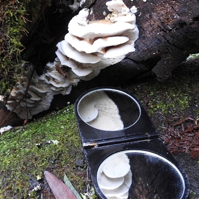 Abortiporus biennis at Olinda, VIC - 28 Jun 2025 by GlossyGal