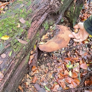 Ganoderma australe at Olinda, VIC - 28 Jun 2025 09:32 AM