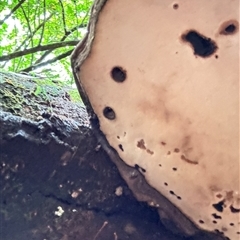 Ganoderma australe at Olinda, VIC - 28 Jun 2025 09:32 AM