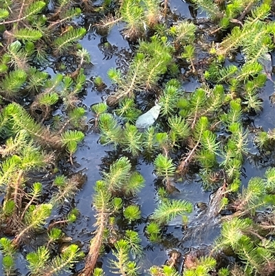 Myriophyllum crispatum (Water Millfoil) at Bowning, NSW - 19 Sep 2024 by JaneR