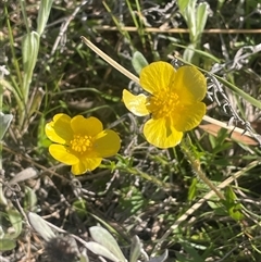 Ranunculus lappaceus (Australian Buttercup) at Bowning, NSW - 19 Sep 2024 by JaneR