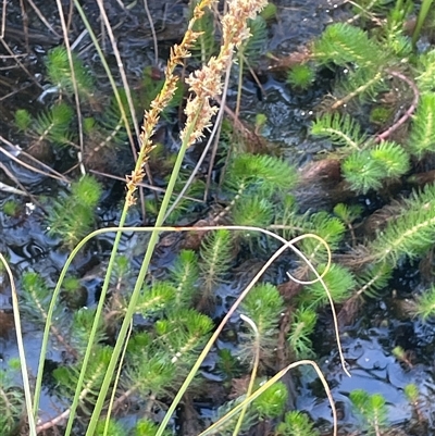 Carex appressa (Tall Sedge) at Bowning, NSW - 19 Sep 2024 by JaneR