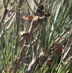 Hakea microcarpa (Small-fruit Hakea) at Nimmo, NSW - 24 Mar 2025 by JaneR