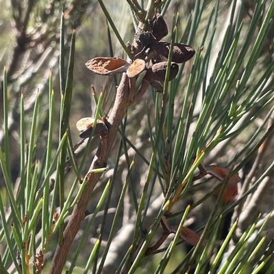 Hakea microcarpa (Small-fruit Hakea) at Nimmo, NSW - 24 Mar 2025 by JaneR