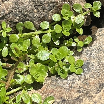 Callitriche stagnalis (Common Starwort) at Nimmo, NSW - 24 Mar 2025 by JaneR