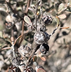 Leptospermum myrtifolium (Myrtle Teatree) at Nimmo, NSW - 24 Mar 2025 by JaneR