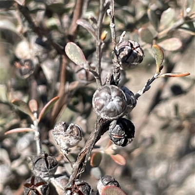 Leptospermum myrtifolium (Myrtle Teatree) at Nimmo, NSW - 24 Mar 2025 by JaneR