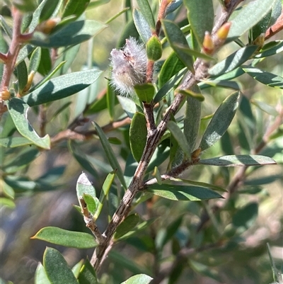 Leptospermum grandifolium (Woolly Teatree, Mountain Tea-tree) at Nimmo, NSW - 24 Mar 2025 by JaneR