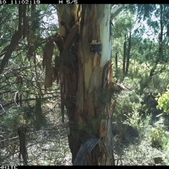 Macropus giganteus (Eastern Grey Kangaroo) at Crowther, NSW - 10 May 2025 by Frecko