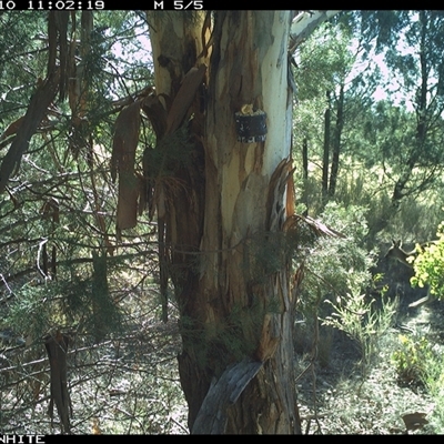 Macropus giganteus (Eastern Grey Kangaroo) at Crowther, NSW - 10 May 2025 by Frecko