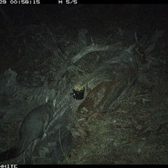 Trichosurus vulpecula (Common Brushtail Possum) at Crowther, NSW - 29 Apr 2025 by Frecko