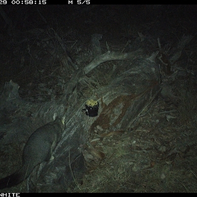 Trichosurus vulpecula (Common Brushtail Possum) at Crowther, NSW - 29 Apr 2025 by Frecko