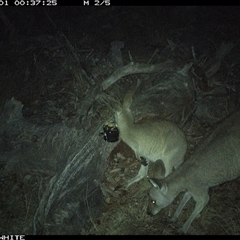 Macropus giganteus (Eastern Grey Kangaroo) at Crowther, NSW - 1 May 2025 by Frecko