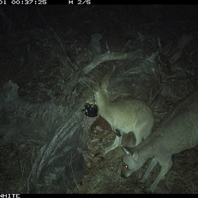 Macropus giganteus (Eastern Grey Kangaroo) at Crowther, NSW - 1 May 2025 by Frecko