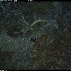 Vulpes vulpes (Red Fox) at Crowther, NSW - 28 Apr 2025 by Frecko