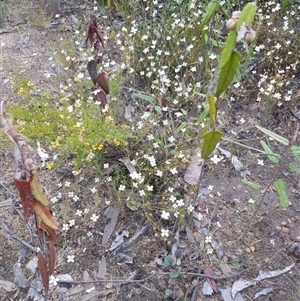 Mitrasacme polymorpha (Varied Mitrewort) at Bargo, NSW - 4 Nov 2022 by Snows