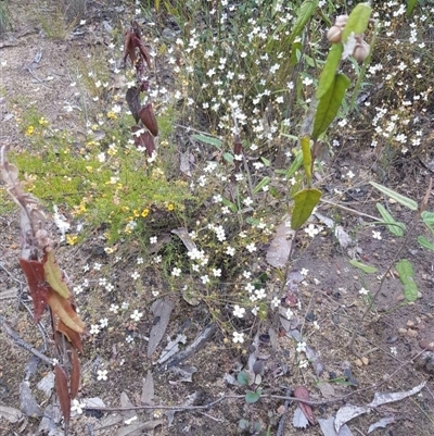 Mitrasacme polymorpha (Varied Mitrewort) at Bargo, NSW - 4 Nov 2022 by Snows