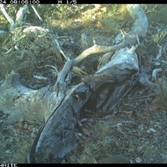 Oryctolagus cuniculus (European Rabbit) at Crowther, NSW - 25 Apr 2025 by Frecko