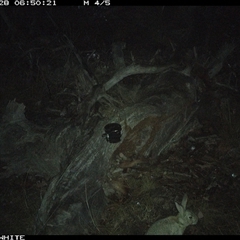 Oryctolagus cuniculus (European Rabbit) at Crowther, NSW - 28 Apr 2025 by Frecko
