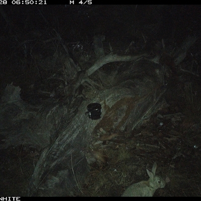 Oryctolagus cuniculus (European Rabbit) at Crowther, NSW - 28 Apr 2025 by Frecko