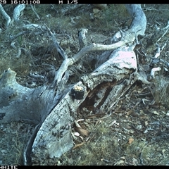 Oryctolagus cuniculus (European Rabbit) at Crowther, NSW - 29 Apr 2025 by Frecko