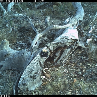 Oryctolagus cuniculus (European Rabbit) at Crowther, NSW - 29 Apr 2025 by Frecko