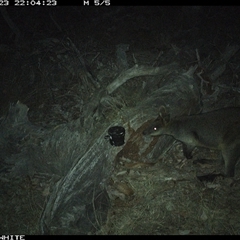 Wallabia bicolor (Swamp Wallaby) at Crowther, NSW - 23 Apr 2025 by Frecko