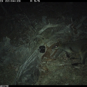 Wallabia bicolor (Swamp Wallaby) at Crowther, NSW - 23 Apr 2025 by Frecko