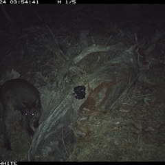 Wallabia bicolor (Swamp Wallaby) at Crowther, NSW - 24 Apr 2025 by Frecko