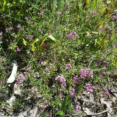 Mirbelia rubiifolia (Heathy Mirbelia) at Bargo, NSW - 1 Nov 2022 by Snows