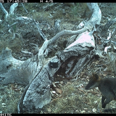 Wallabia bicolor (Swamp Wallaby) at Crowther, NSW - 25 Apr 2025 by Frecko
