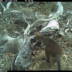 Wallabia bicolor (Swamp Wallaby) at Crowther, NSW - 26 Apr 2025 by Frecko
