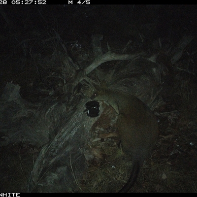 Wallabia bicolor (Swamp Wallaby) at Crowther, NSW - 28 Apr 2025 by Frecko