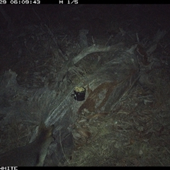 Wallabia bicolor (Swamp Wallaby) at Crowther, NSW - 29 Apr 2025 by Frecko