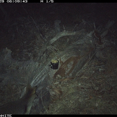 Wallabia bicolor (Swamp Wallaby) at Crowther, NSW - 29 Apr 2025 by Frecko