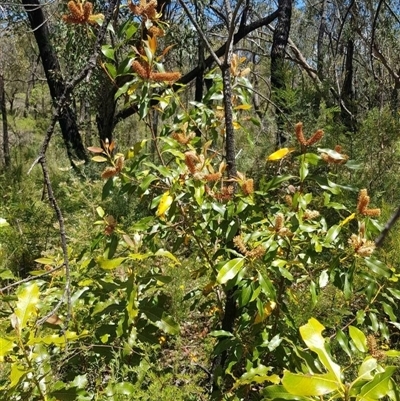 Xylomelum pyriforme (Woody Pear) at Bargo, NSW - 28 Oct 2022 by Snows