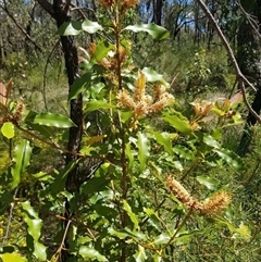 Xylomelum pyriforme at Bargo, NSW - 28 Oct 2022 12:02 PM