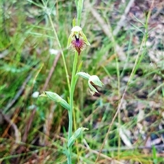 Calochilus campestris (Copper Beard Orchid) at Bargo, NSW - 23 Oct 2022 by Snows