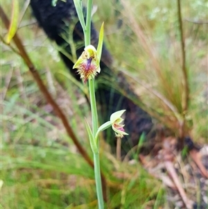Calochilus campestris at Bargo, NSW - suppressed