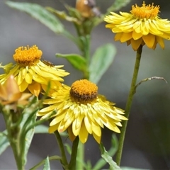 Xerochrysum bracteatum at Bargo, NSW - 16 Oct 2022 by Snows