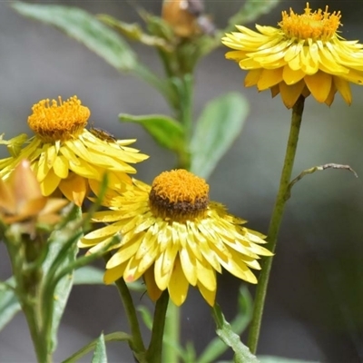 Xerochrysum bracteatum at Bargo, NSW - 16 Oct 2022 by Snows