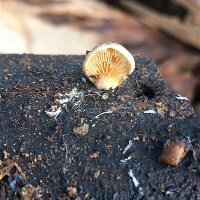 Unverified Shelf-like to hoof-like & usually on wood at Crowther, NSW - Today by Frecko