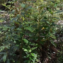 Pomaderris elliptica at Bargo, NSW - 16 Oct 2022 by Snows