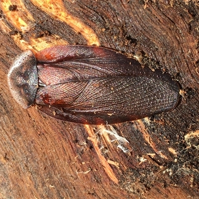 Laxta granicollis (Common bark or trilobite cockroach) at Crowther, NSW - Yesterday by Frecko