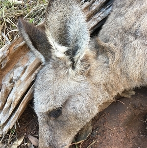 Macropus giganteus (Eastern Grey Kangaroo) at Crowther, NSW - 27 Jun 2025 by Frecko